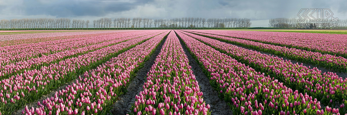 Bloeiende tulpen in Zeeland In de lente staan in het noorden van Zeeland op heel wat plaatsen tulpenvelden in bloei. Ik stond op een mooie lentedag bij zonsopgang dan ook klaar om deze kleurenpracht te fotograferen. Stefan Cruysberghs